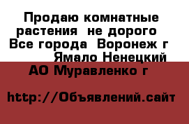 Продаю комнатные растения  не дорого - Все города, Воронеж г.  »    . Ямало-Ненецкий АО,Муравленко г.